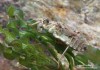 lesklice zelenavá (Vážky), Somatochlora metallica, Corduliidae, Odonata (Odonata)
